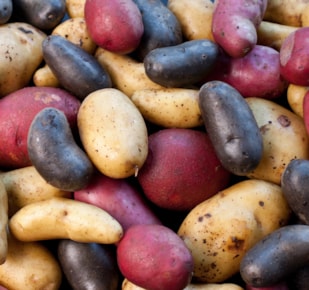 Potatoes with different coloured skins